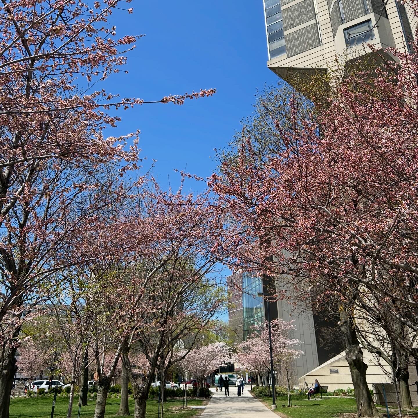 4月に“Roberts Library”の前で撮影した満開の桜の写真