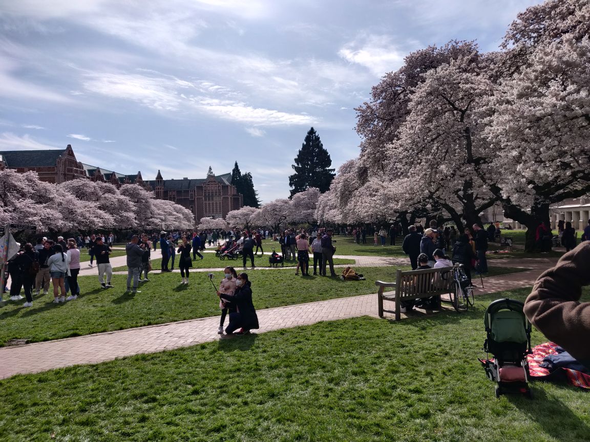ワシントン大学の桜並木